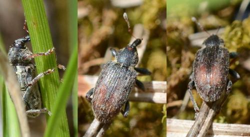 Réf. 324 264 : Hypera sp.